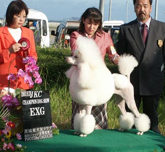 Dog Show Photo